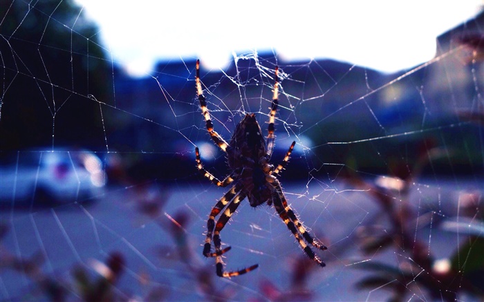Insekt close-up, Spinne, Web Hintergrundbilder Bilder