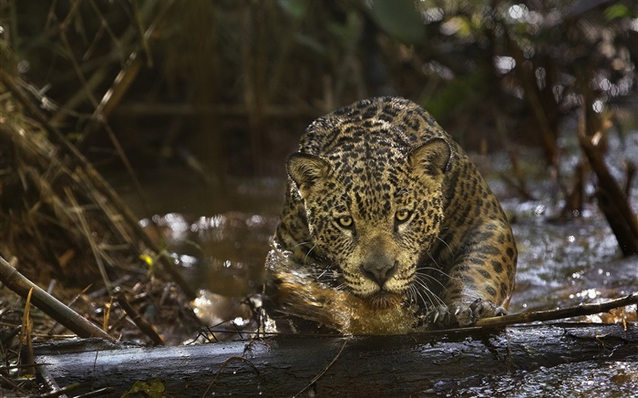 Jaguar close-up, raub, Amazonia Hintergrundbilder Bilder