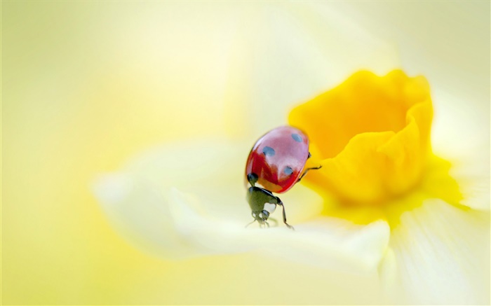 Marienkäfer , Insekten, gelbe Blume, Blütenblätter Hintergrundbilder Bilder