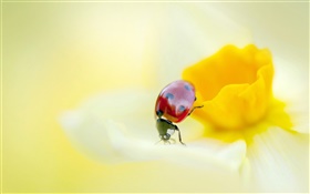 Marienkäfer , Insekten, gelbe Blume, Blütenblätter HD Hintergrundbilder