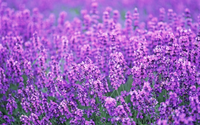 Lavendelblüten  Feld, lila Welt, Sommer Hintergrundbilder Bilder