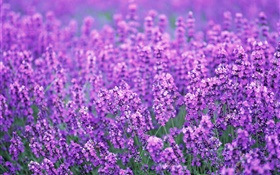 Lavendelblüten  Feld, lila Welt, Sommer HD Hintergrundbilder