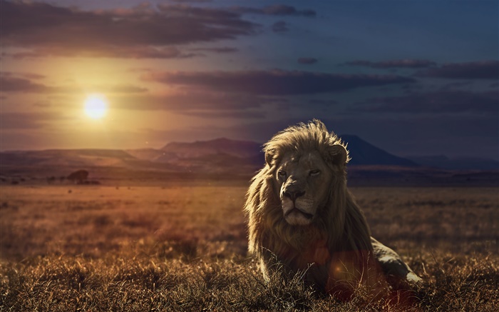 Lion bei Sonnenuntergang, Gras Hintergrundbilder Bilder