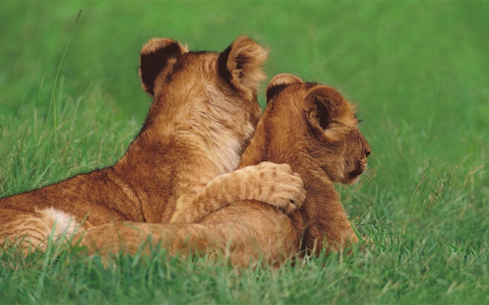 Löwenbabys , Gras Hintergrundbilder Bilder