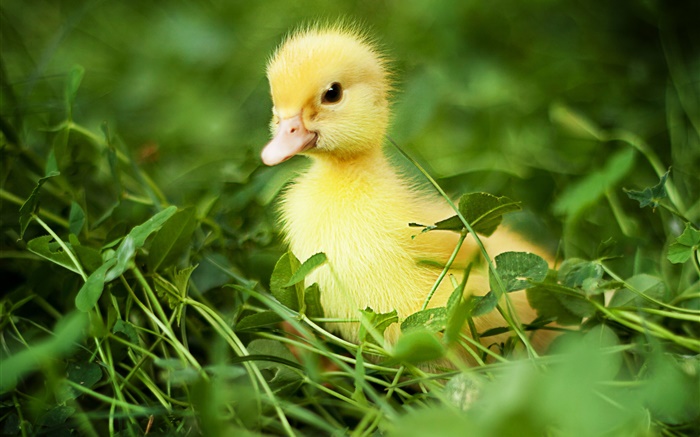 Kleine Ente im Gras Hintergrundbilder Bilder