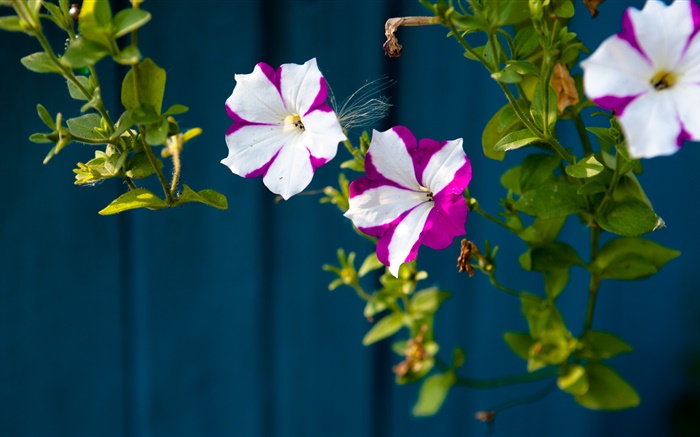 Kleine Blumen, weiß lila Blüten Hintergrundbilder Bilder