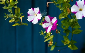 Kleine Blumen, weiß lila Blüten