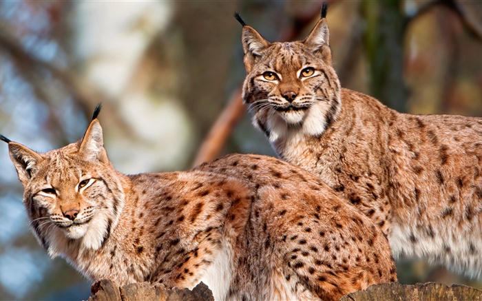 Lynx, Paar, Wildkatze Hintergrundbilder Bilder