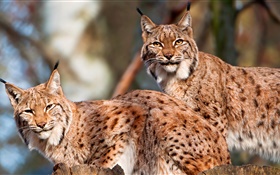 Lynx, Paar, Wildkatze HD Hintergrundbilder