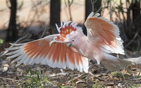 Inka-Kakadu, Papagei, Flügel HD Hintergrundbilder