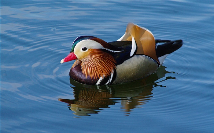 Mandarin Ente im Wasser Hintergrundbilder Bilder