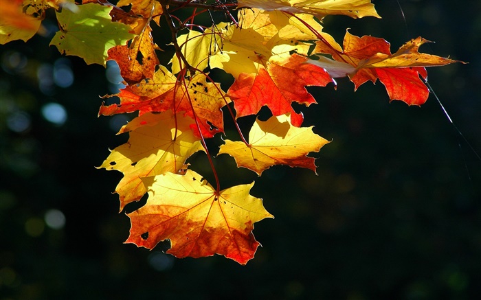 Ahornblätter  close-up, Herbst, schwarzer Hintergrund Hintergrundbilder Bilder