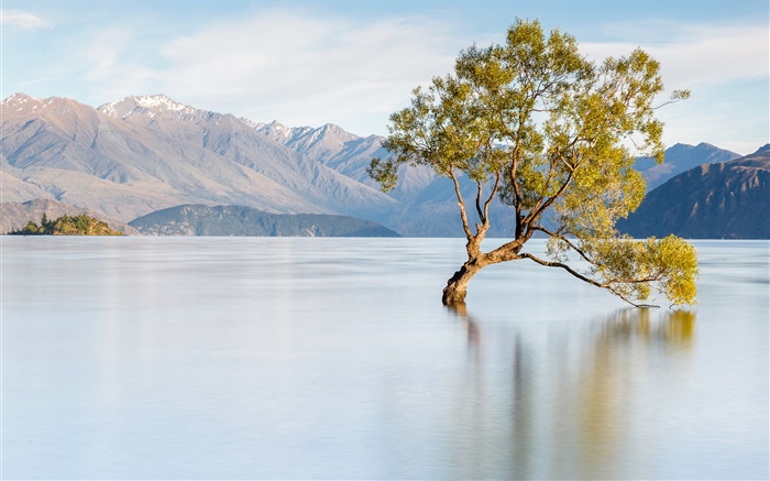 Neuseeland, See Wanaka, Berge, einsame Baum Hintergrundbilder Bilder