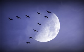 Nacht, Mond, Vögel fliegen, Himmel