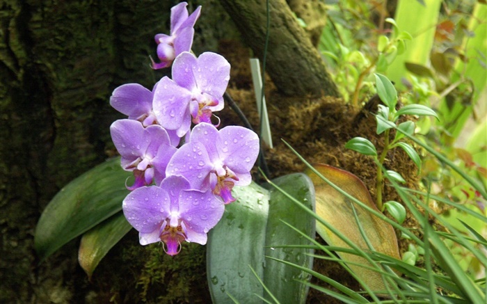 Orchidee, Phalaenopsis, mit lila Blumen, Tautropfen Hintergrundbilder Bilder