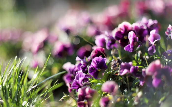 Stiefmütterchen, lila Blumen, violett, Frühling Hintergrundbilder Bilder