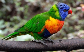 Papagei close-up, bunten Federn HD Hintergrundbilder