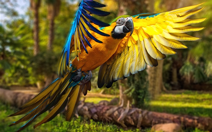 Parrot Flug, Flügel Hintergrundbilder Bilder