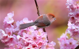 Rosa Blüten, Vogel, Garten, Frühling HD Hintergrundbilder