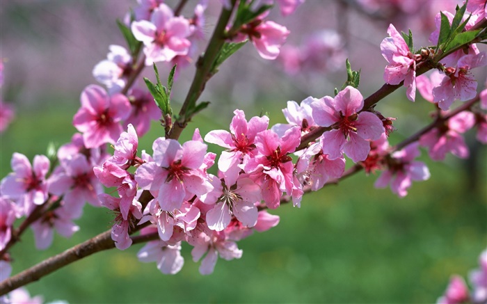 Rosa Blüten, Baum, Zweige, Frühling Hintergrundbilder Bilder