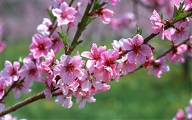 Rosa Blüten, Baum, Zweige, Frühling HD Hintergrundbilder