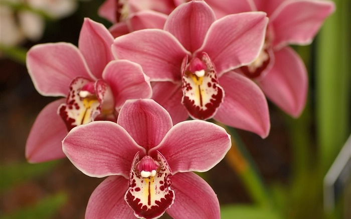Rosa Phalaenopsis, Blumen, Orchideen Hintergrundbilder Bilder