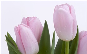 Rosafarbene Tulpen, Blumen, Blätter, Wassertropfen HD Hintergrundbilder