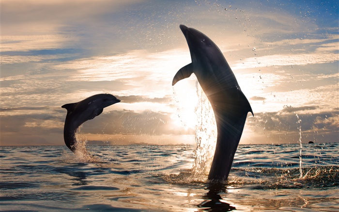 Spielerische Delphine springen, Spritzwasser, Meer, Sonnenuntergang Hintergrundbilder Bilder