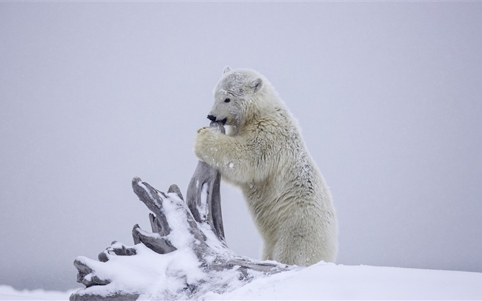 Eisbär, Bärenjungen  spielen, Winter, Schnee, Alaska Hintergrundbilder Bilder