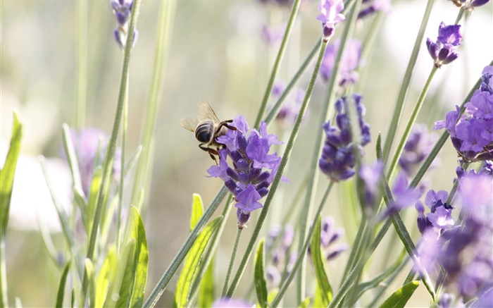 Lila Blumen, Lavendel, Insekt, Biene Hintergrundbilder Bilder