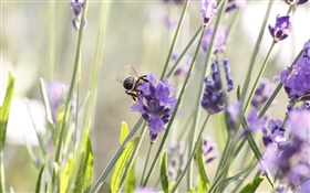 Lila Blumen, Lavendel, Insekt, Biene HD Hintergrundbilder