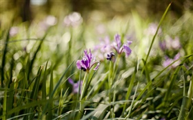 Lila Orchideen, Blumen, grünes Gras HD Hintergrundbilder