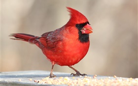 Rote Federn Vogel, Schnabel, Makro HD Hintergrundbilder