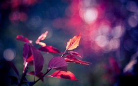 Rote Blätter Makro-Fotografie, lila, Bokeh, Glanz HD Hintergrundbilder