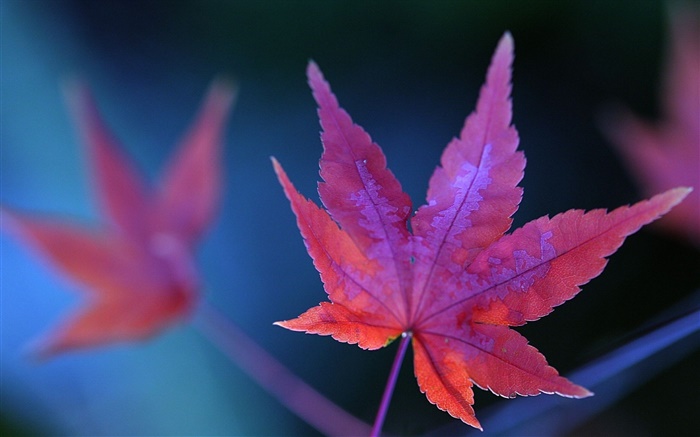 Red Ahornblatt  close-up, Herbst Hintergrundbilder Bilder