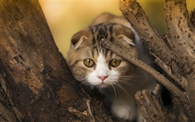 Scottishfaltenkatze, Kätzchen, Augen, Baum HD Hintergrundbilder