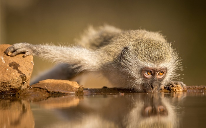 South African, Wasser Monkey Essen Hintergrundbilder Bilder