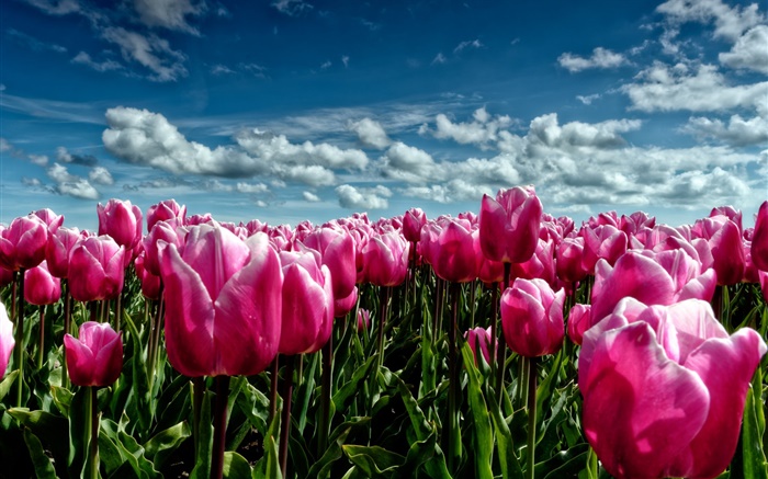 Frühling, lila Tulpen, Blumenfeld Hintergrundbilder Bilder