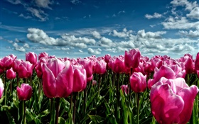 Frühling, lila Tulpen, Blumenfeld HD Hintergrundbilder