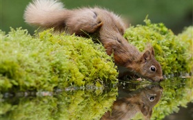 Eichhörnchen Durst, trinken Wasser, Moos HD Hintergrundbilder