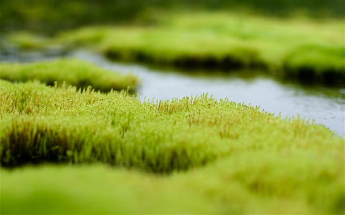 Swamp, grünes Gras, Wasser Hintergrundbilder Bilder