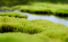 Swamp, grünes Gras, Wasser HD Hintergrundbilder