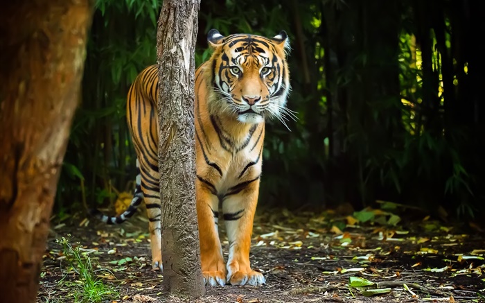 Tiger im Wald, Streifen Hintergrundbilder Bilder