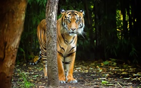 Tiger im Wald, Streifen HD Hintergrundbilder