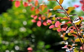 Baum-Zweig, Blätter, Natur, Bokeh HD Hintergrundbilder