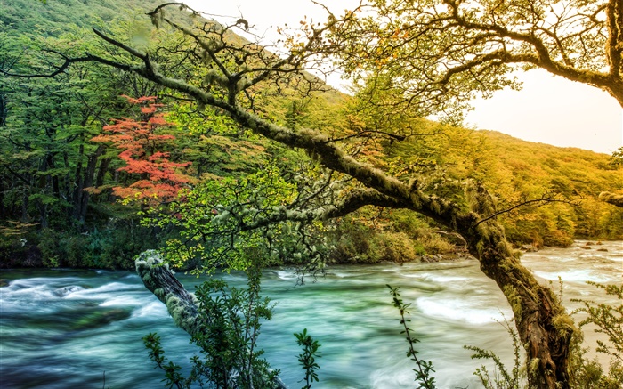 Bäume, Fluss, Gebirge, grünes Moos Hintergrundbilder Bilder