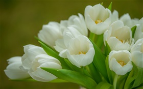 Tulpen, weiße Blüten, Strauß HD Hintergrundbilder