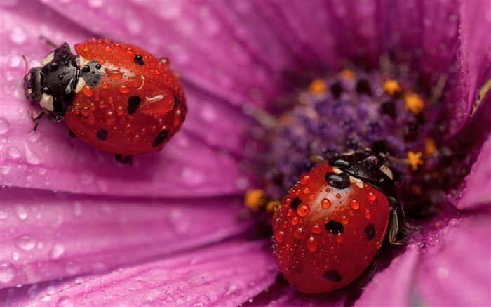 Zwei Marienkäfer , Insekt, rosa Blütenblätter , Tau Hintergrundbilder Bilder