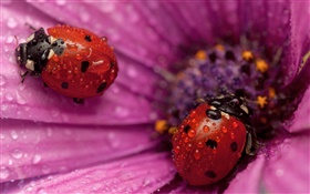 Zwei Marienkäfer , Insekt, rosa Blütenblätter , Tau HD Hintergrundbilder