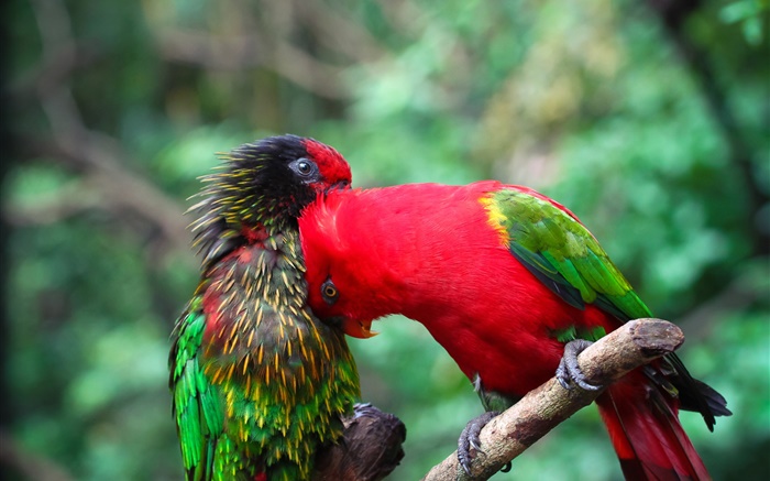 Zwei Papageien, Paar, Farben Hintergrundbilder Bilder